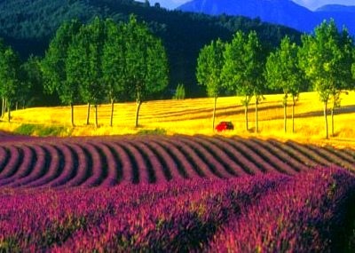 Lavender Field, France