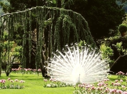 Pure White Peacock, Busch Botanical Gardens, St. Louis, Missouri