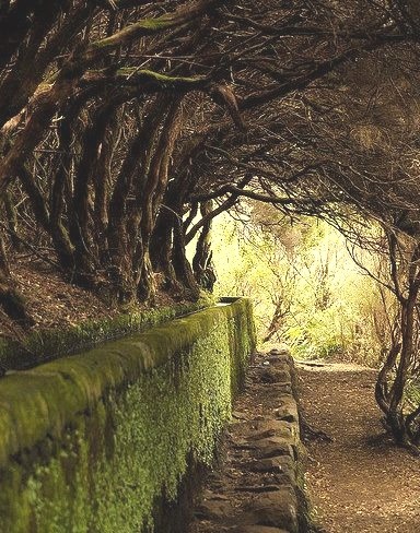 Tree Tunnel, Maderia, Portugal