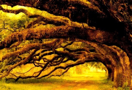 Coastal Live Oak Trees, South Carolina 