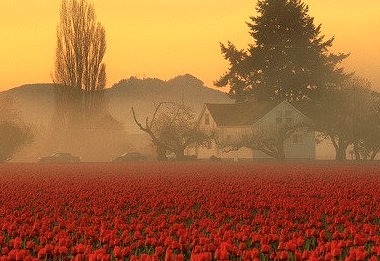 Foggy Tulip Field, Skagit Valley, Washington
