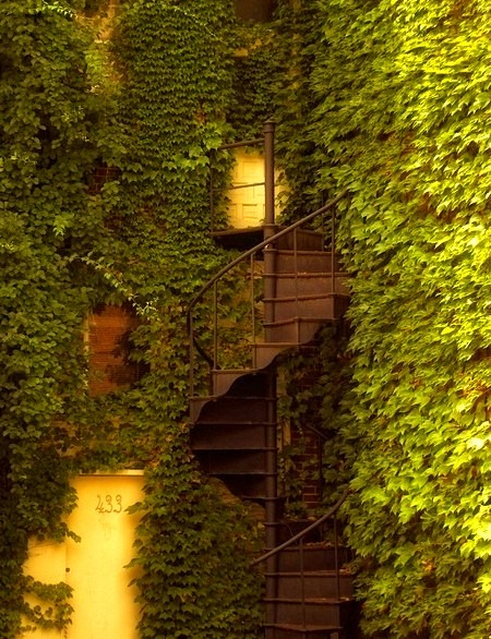 Ivy Spiral Staircase, Berkely, California