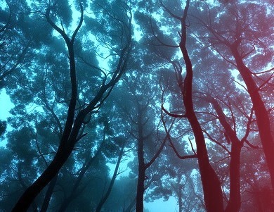 Blue Forest, Sintra, Portugal