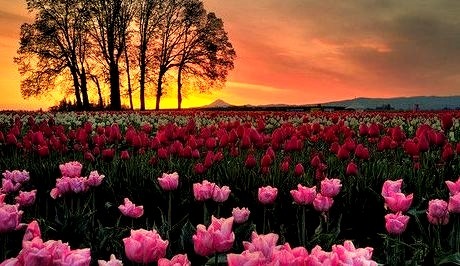 Tulip Sunset, Skagit, Washington