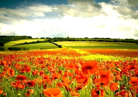 Poppy Field, North Yorkshire, England