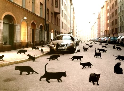 Black Cat Invasion, Oslo, Norway