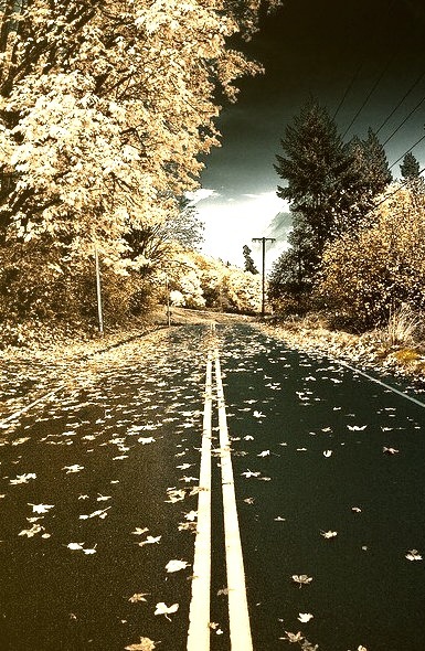 Autumn Road, Kent, Washington
