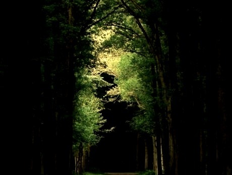 Dark Forest, The Netherlands