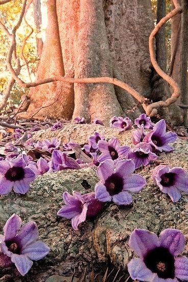 Tropical Flowers, Bunya Mountains, Australia 