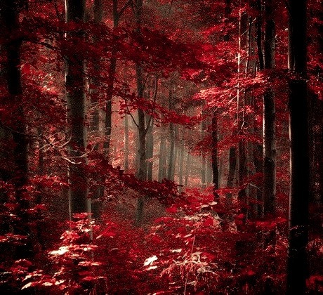 Crimson Forest, Hungary